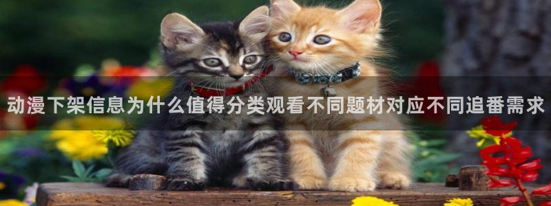 里番动漫在线视频观看:动漫下架信息为什么值得分类观看不同题材对应不同追番需求配图
